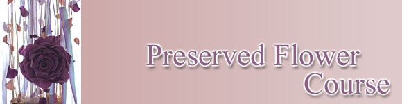 �v���U�[�u�h �t�����[�R�[�X